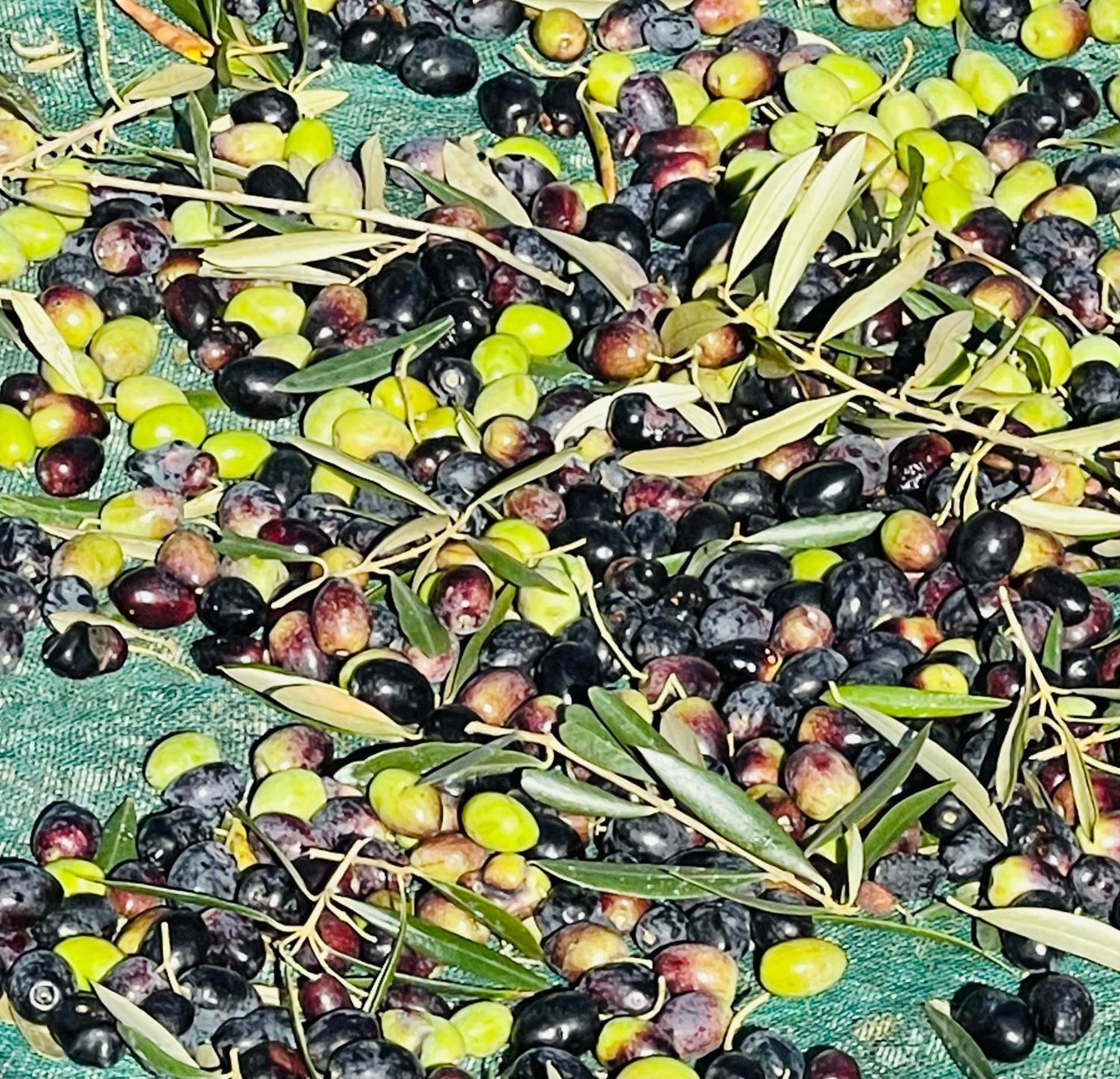Herdade De Santa Maria 阿尔梅林 外观 照片
